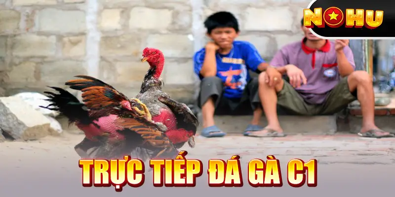 Đá Gà Trực Tiếp C1