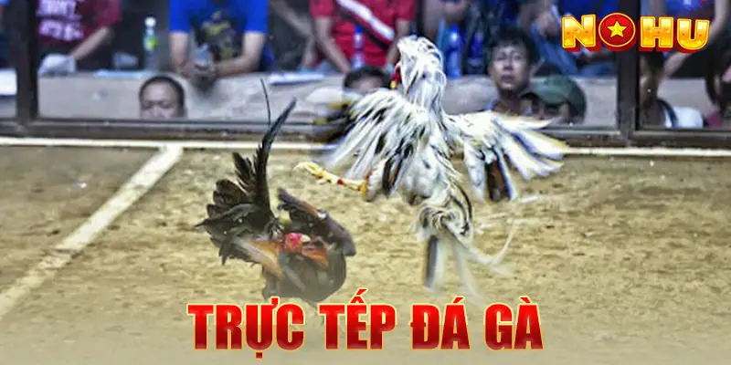 Trực Tiếp Đá Gà